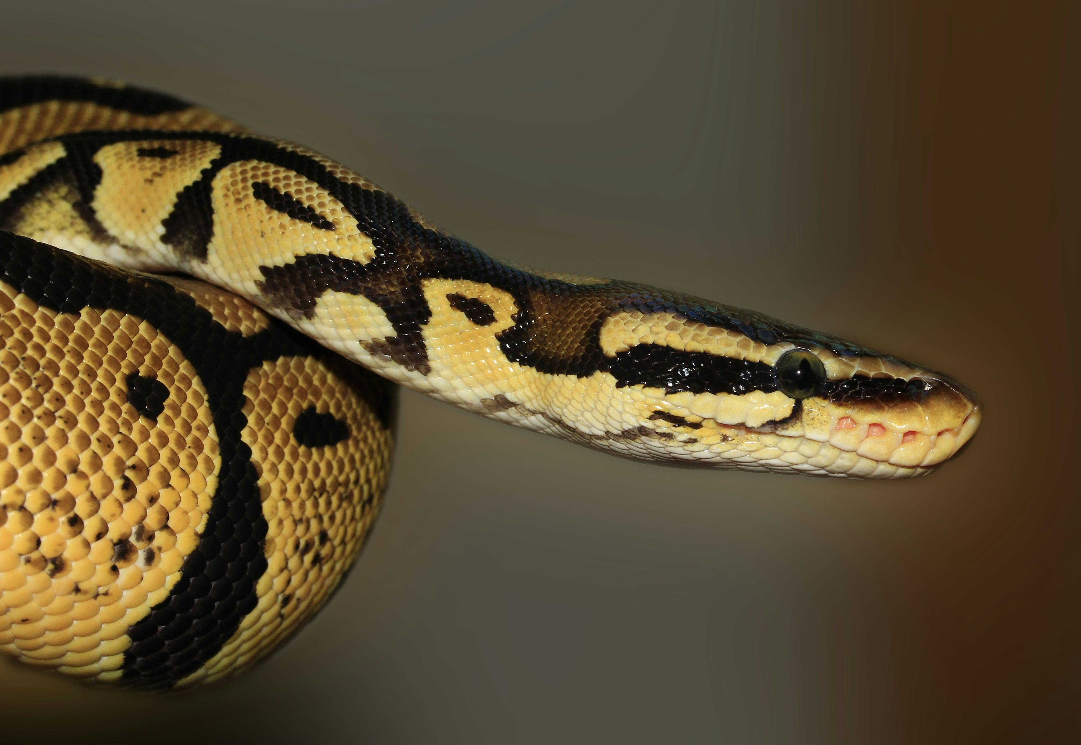 cute ball python