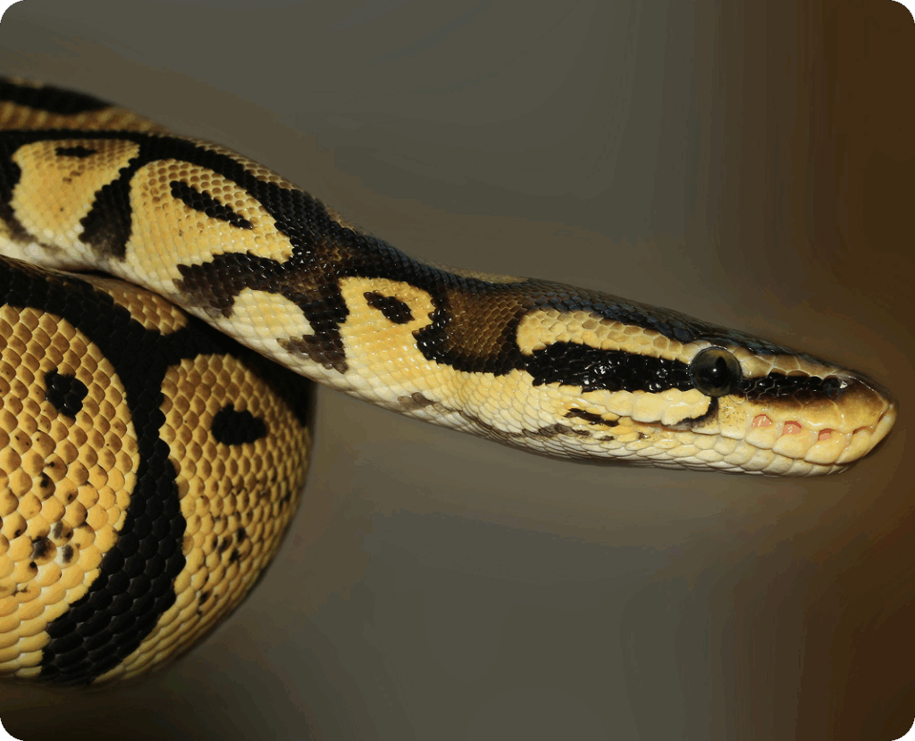 ball python