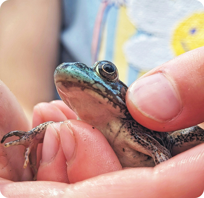 Child holding frog