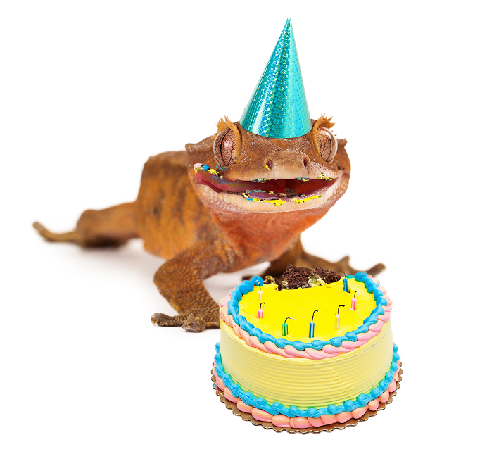 Crested gecko eating birthday cake