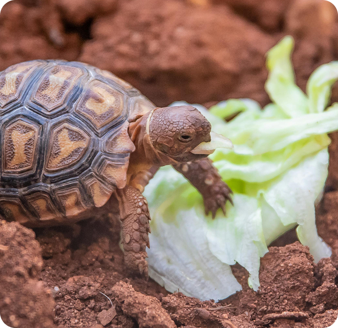Tortoise eating lettuce